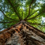 racines arbre généalogique symbole histoire familiale