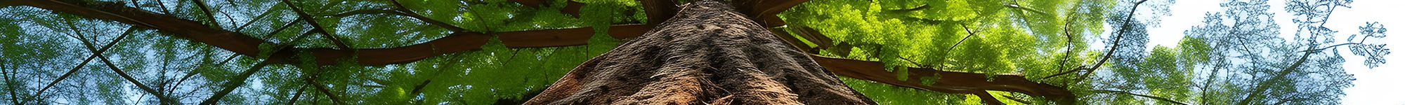 racines arbre généalogique symbole histoire familiale