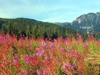 Mémoire et deuil - Honorer les absents, éclairer les vivants